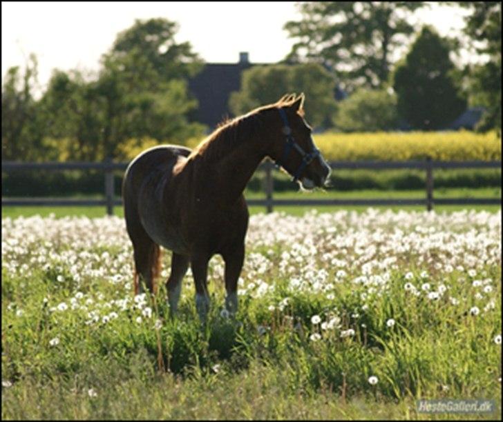 Hollandsk Sportspony Catch Me DK billede 12