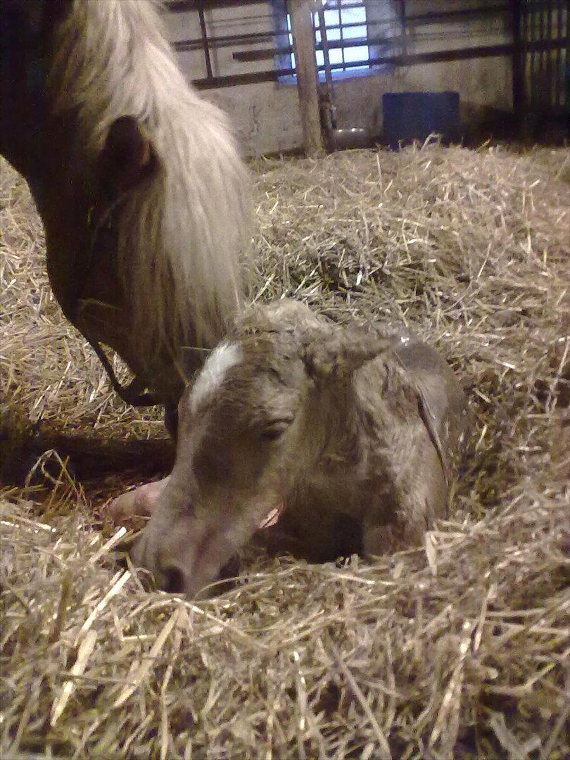 Haflinger Valaska billede 2