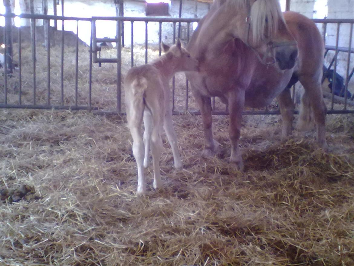 Haflinger Valaska billede 3