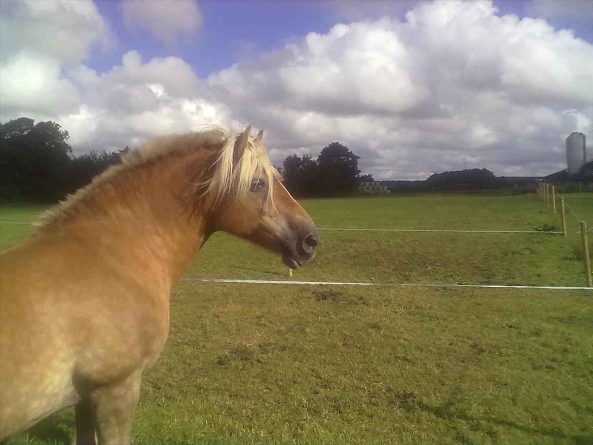 Haflinger Valaska billede 4