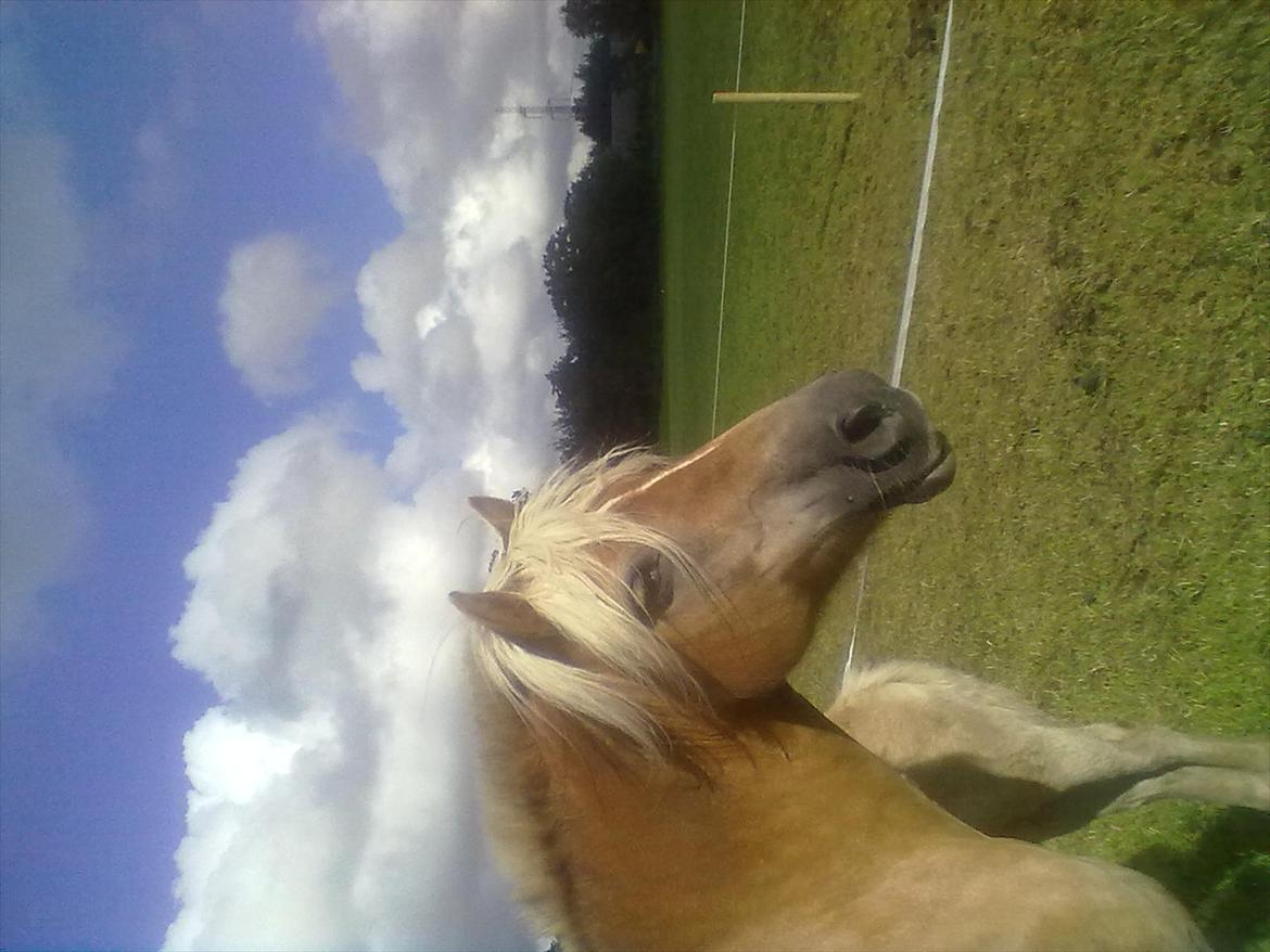 Haflinger Valaska billede 5