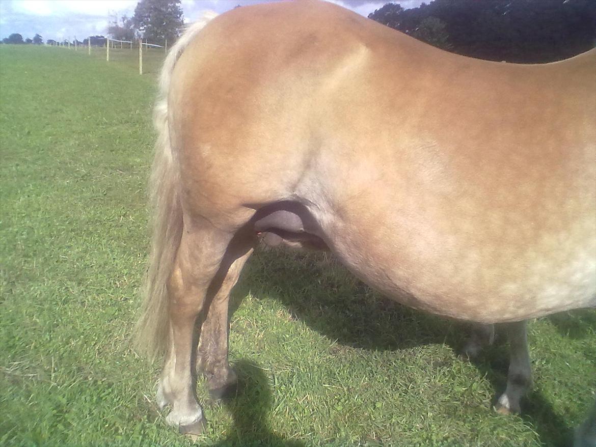Haflinger Valaska billede 6
