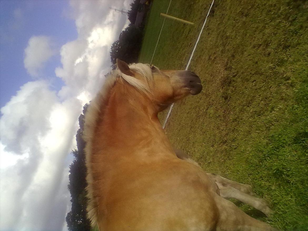 Haflinger Valaska billede 7