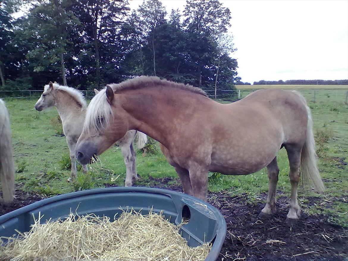 Haflinger Valaska billede 8
