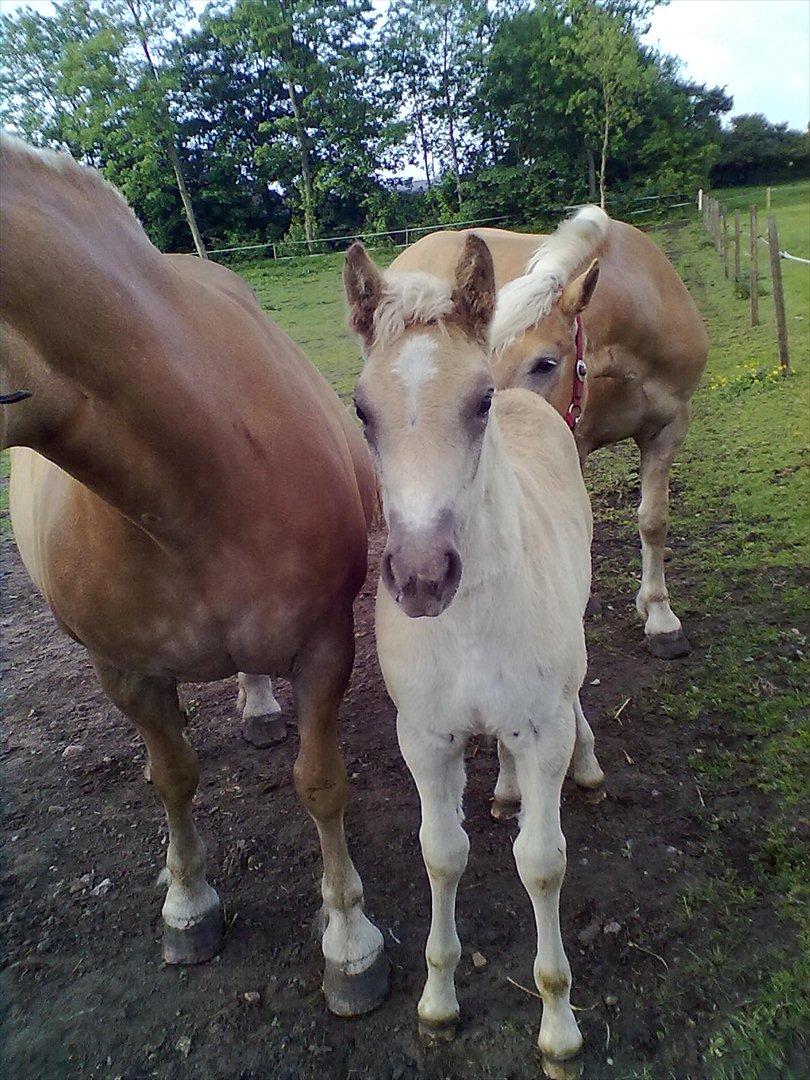 Haflinger Valaska billede 9