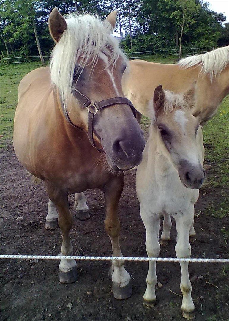 Haflinger Valaska billede 10