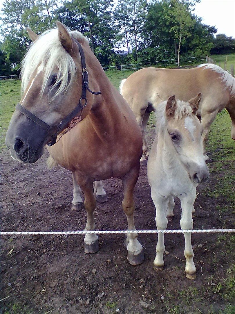 Haflinger Valaska billede 11