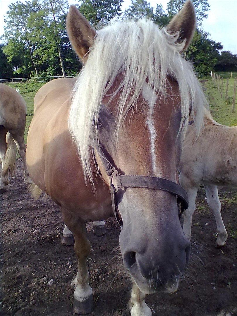 Haflinger Valaska billede 12