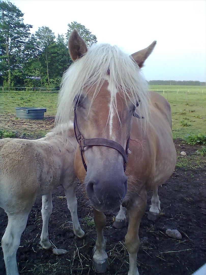 Haflinger Valaska billede 14