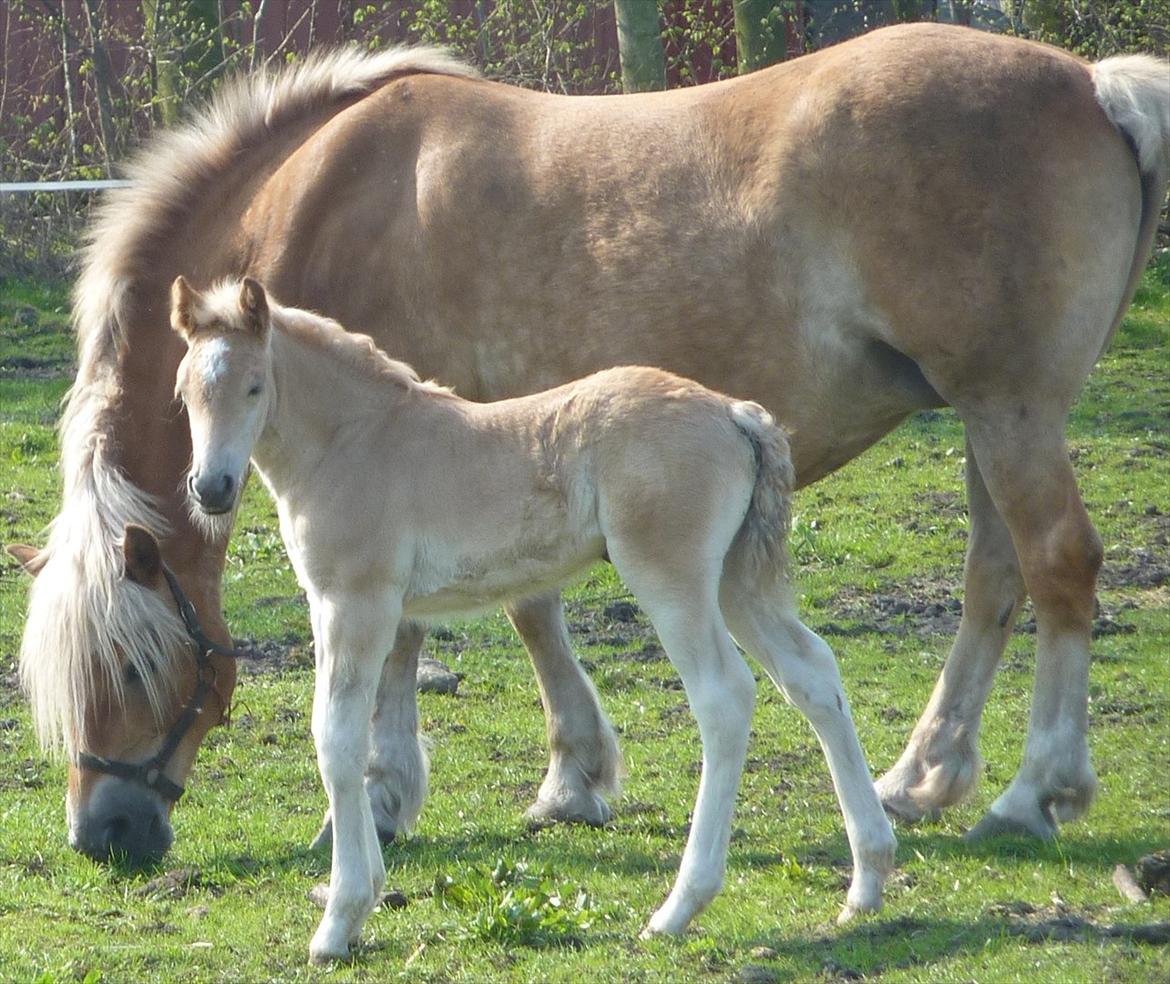 Haflinger Valaska billede 15