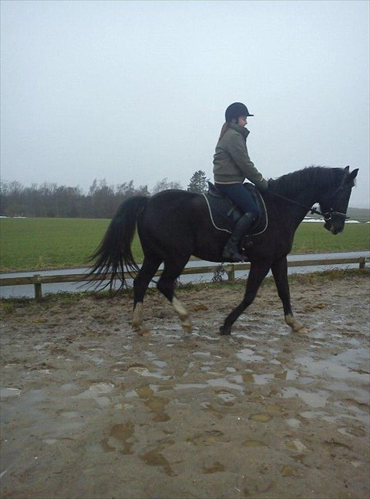 Oldenborg Nørrelunds Casiopaya - lidt træning med hestepigen camilla  billede 6