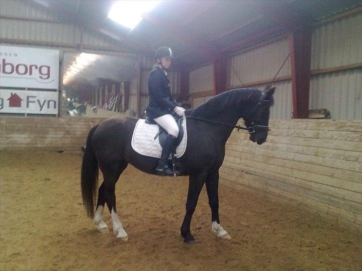 Oldenborg Nørrelunds Casiopaya - til stævne med hestepigen camilla  billede 7