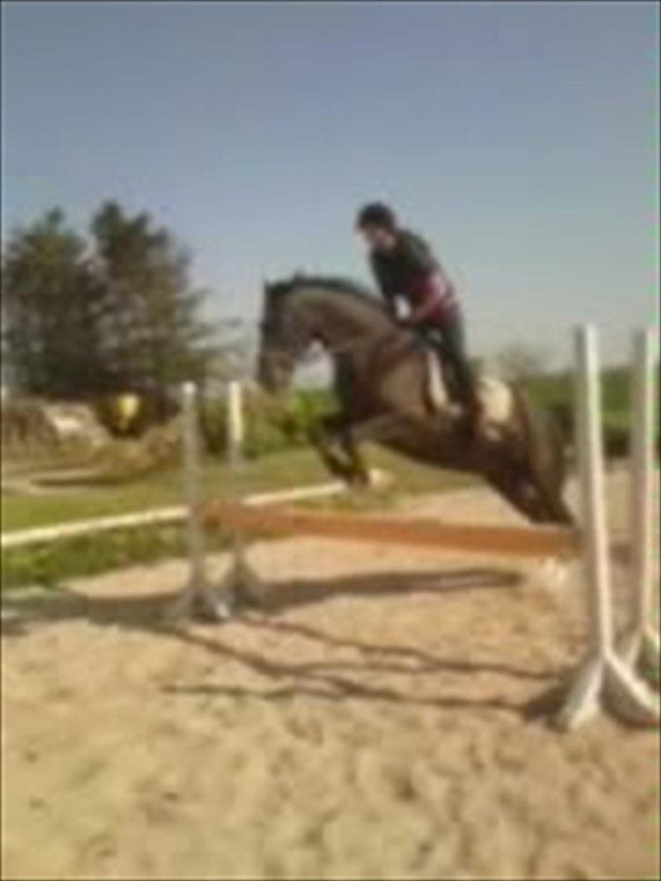 Oldenborg Nørrelunds Casiopaya - springning 80 i okser undskyld kvaliteten det er taget ud af en video billede 8