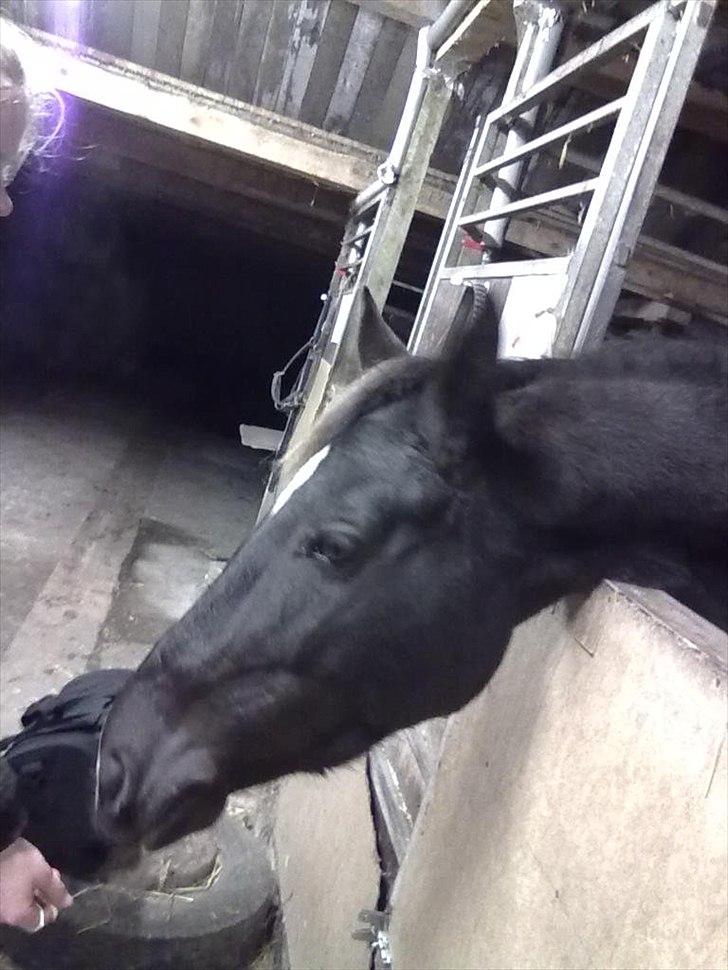 Oldenborg Nørrelunds Casiopaya - i stalden der hjemme billede 9