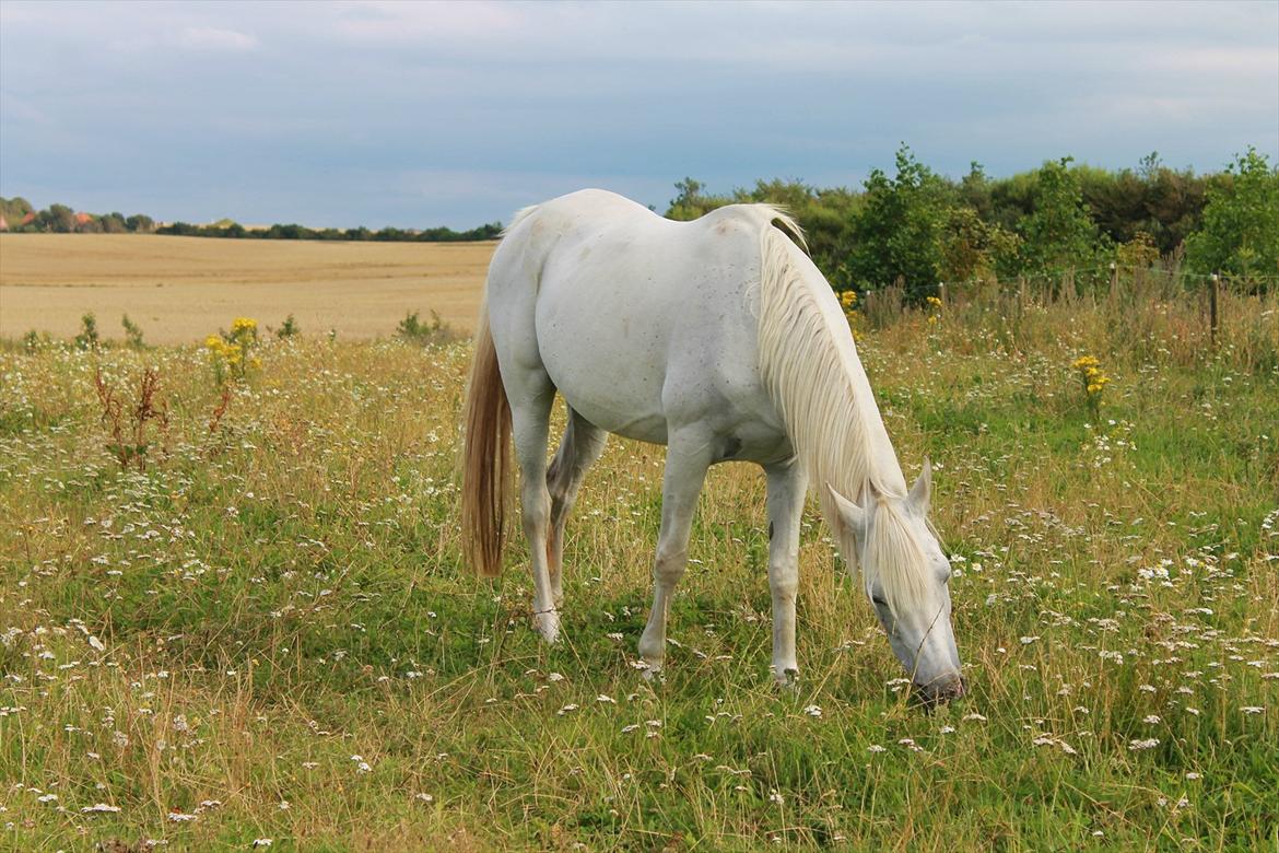 Arabisk fuldblod (OX) ,-*`Moonwalker's Lacoste´*-, //SOLGT// billede 3