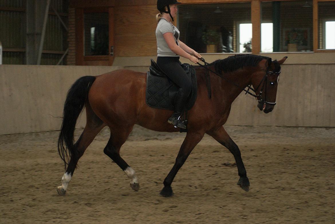 Dansk Varmblod De Soto - træning d. 11 august 2011 billede 12