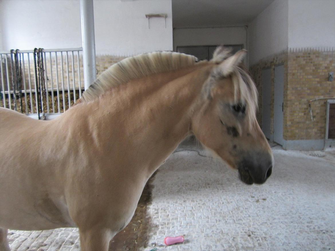 Fjordhest Pouline - <3 billede 14