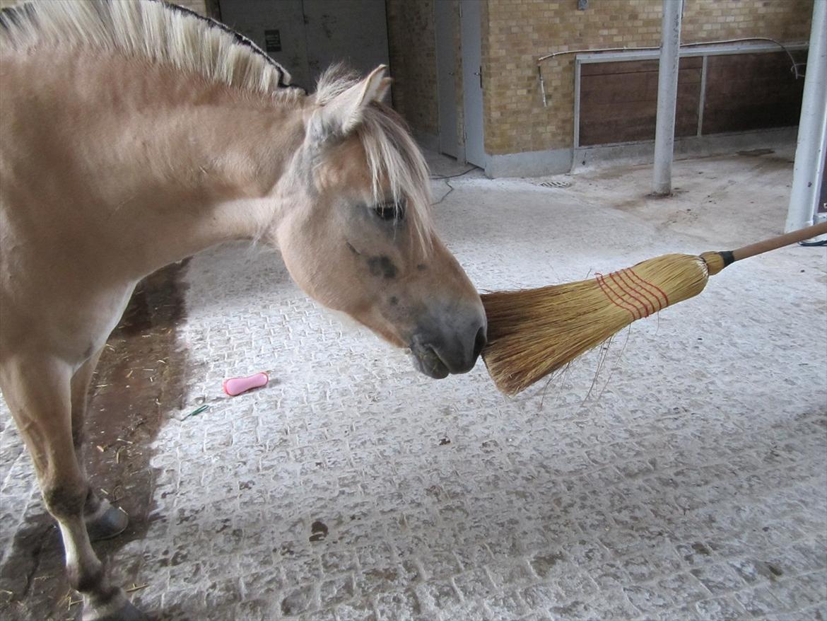 Fjordhest Pouline - Poul elsker bare vores koste!:-D billede 4