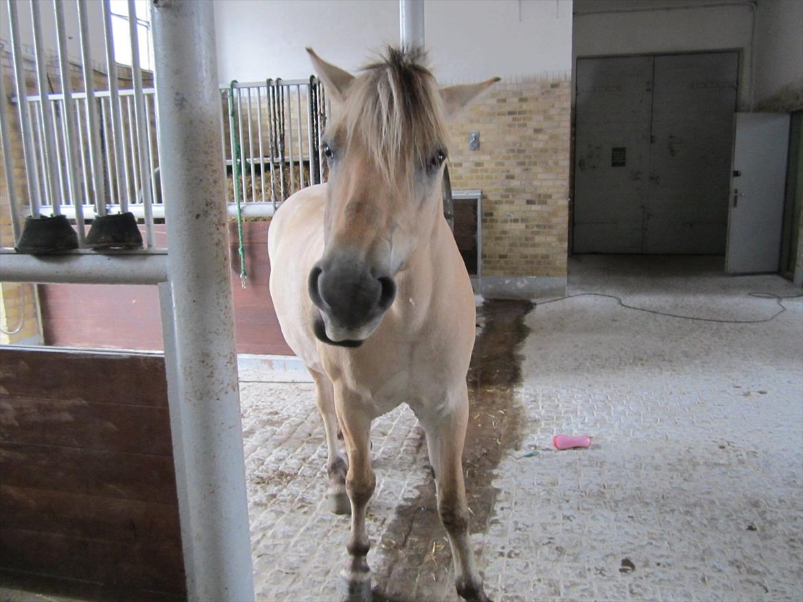 Fjordhest Pouline - - You make my day Pouline<3 billede 11