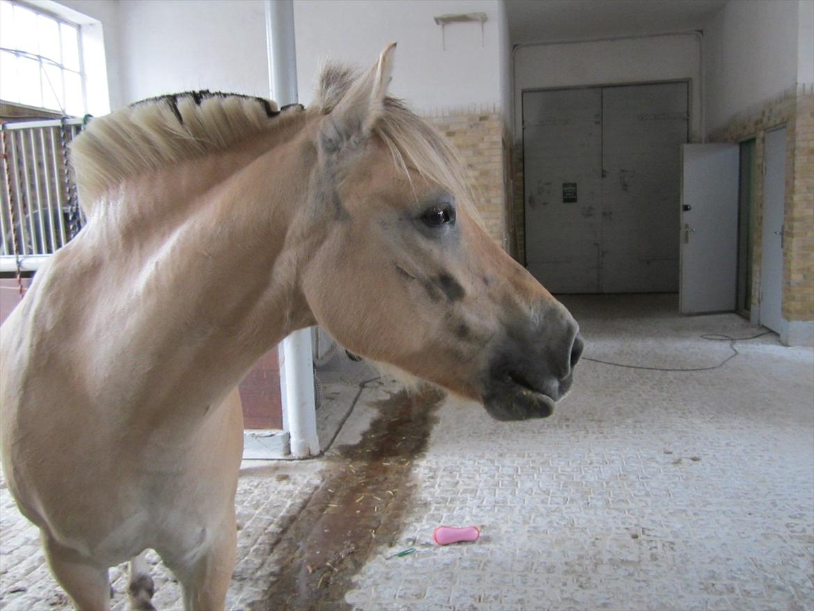 Fjordhest Pouline - Du vil ALTID være min!<3 billede 5