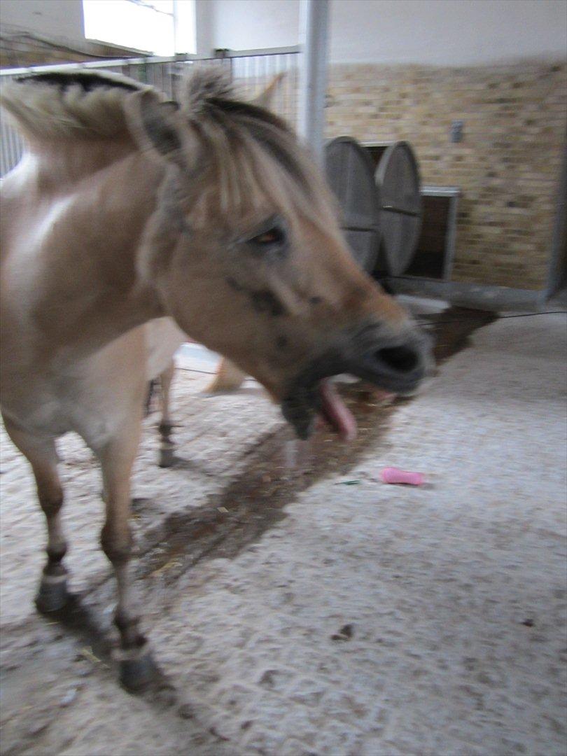 Fjordhest Pouline - En træt pony efter springning<3 billede 9