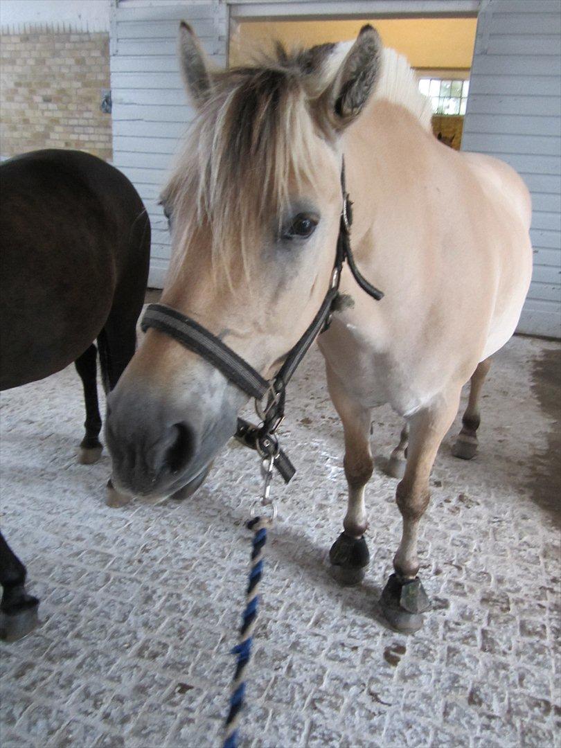 Fjordhest Pouline - Skal på fold<3 billede 20