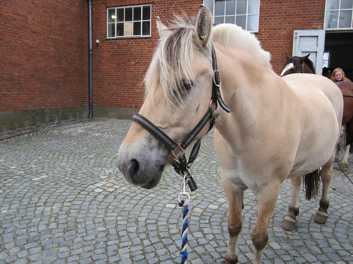 Fjordhest Pouline - :D billede 13