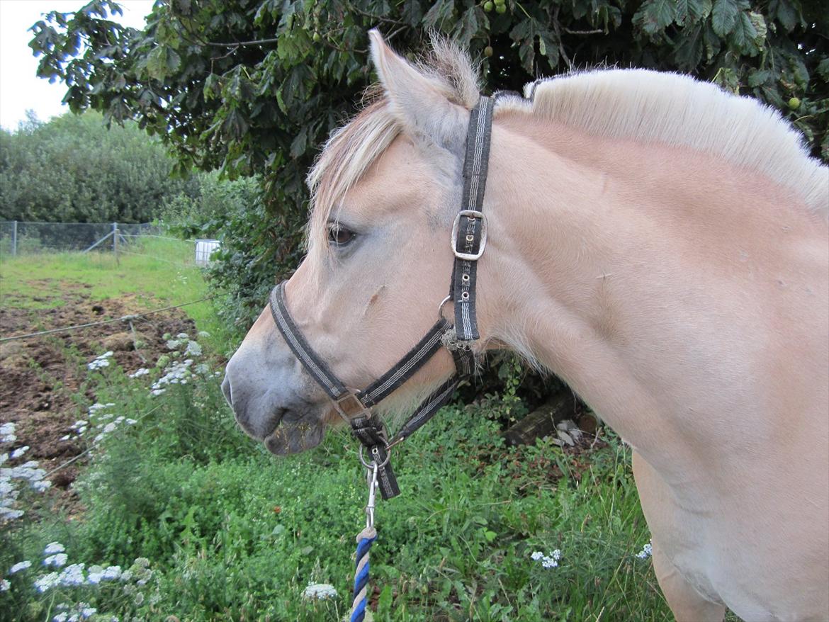 Fjordhest Pouline - Jeg elsker dig af hele mit hjerte! Du er min lille stjerne pony! billede 2