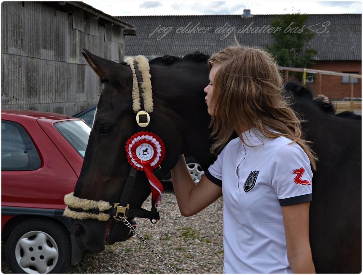 Welsh Cob (sec D) TECNO the WINNER billede 17