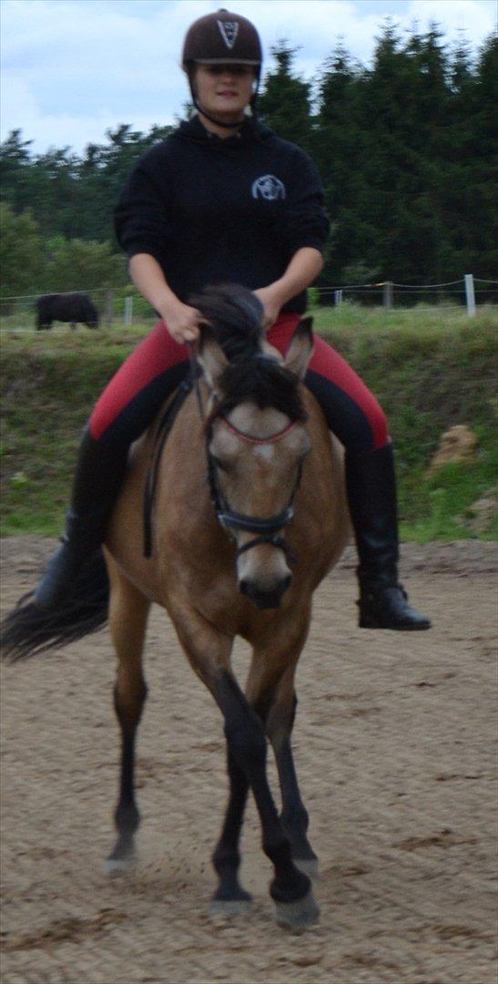 DSP Chanaja Wales - Schenkelvigning:-* billede 17
