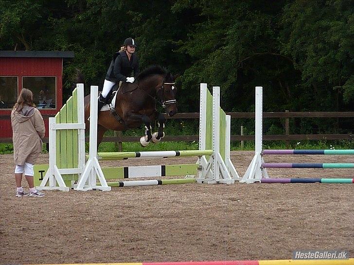 Dansk Varmblod Marco Bell (R.I.P) billede 9