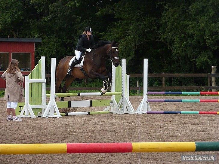 Dansk Varmblod Marco Bell (R.I.P) billede 14