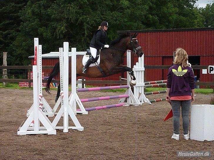 Dansk Varmblod Marco Bell (R.I.P) billede 20