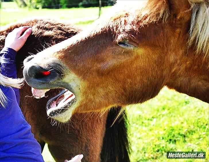 Islænder Gossi fra Tranten<3 billede 14