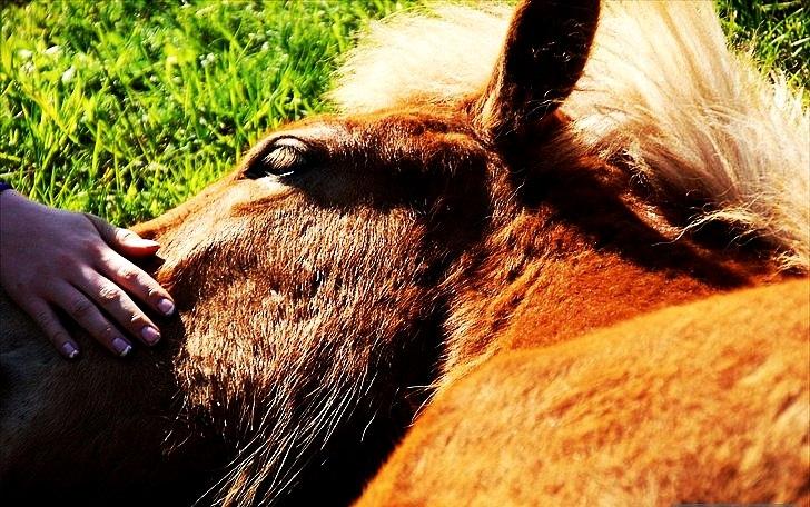 Islænder Gossi fra Tranten<3 billede 15