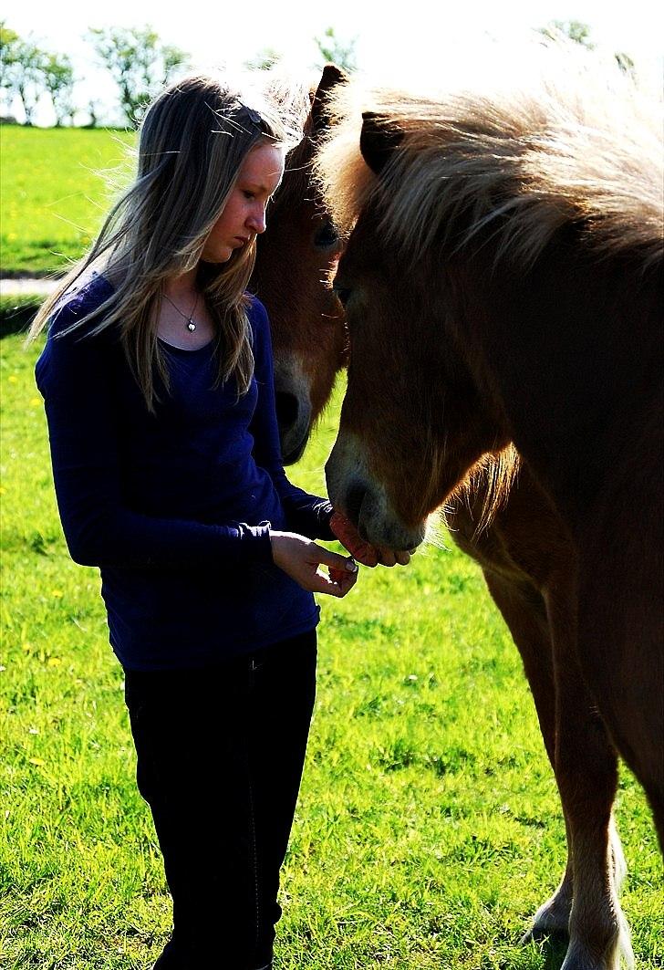 Islænder Gossi fra Tranten<3 billede 1
