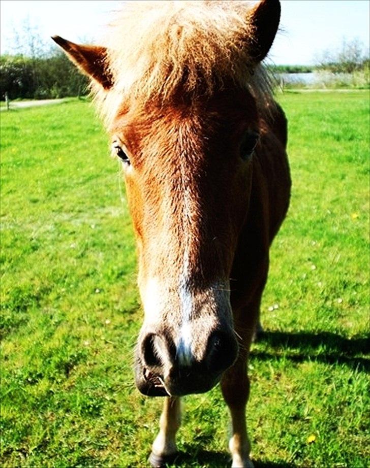 Islænder Gossi fra Tranten<3 billede 16