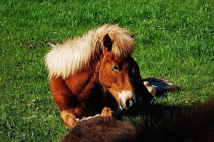 Islænder Gossi fra Tranten<3 billede 17