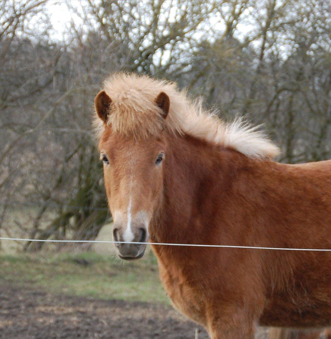 Islænder Gossi fra Tranten<3 billede 19