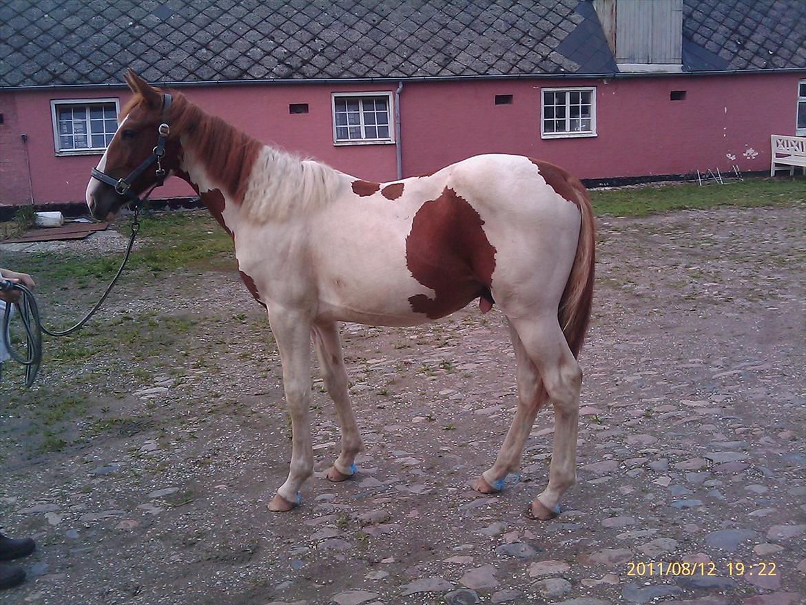Pinto TAROCK  - D.12.8.2011 billede 12