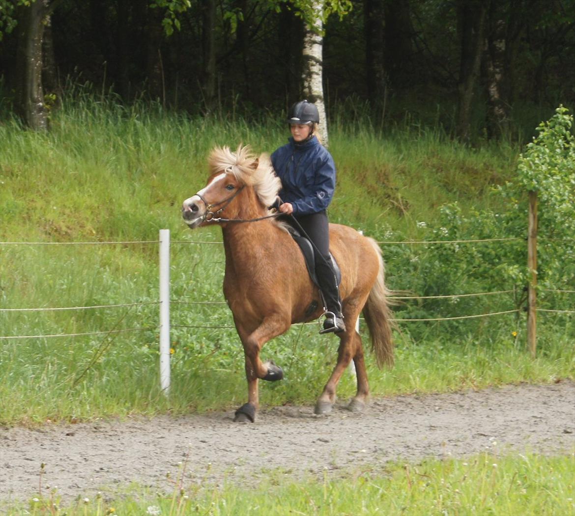 Islænder Hjalli fra Tranten - Velkommen til Hjalli's profil:D
Til træning ved Sabrina:D (min underviser), i en fin tölt:)
 billede 2