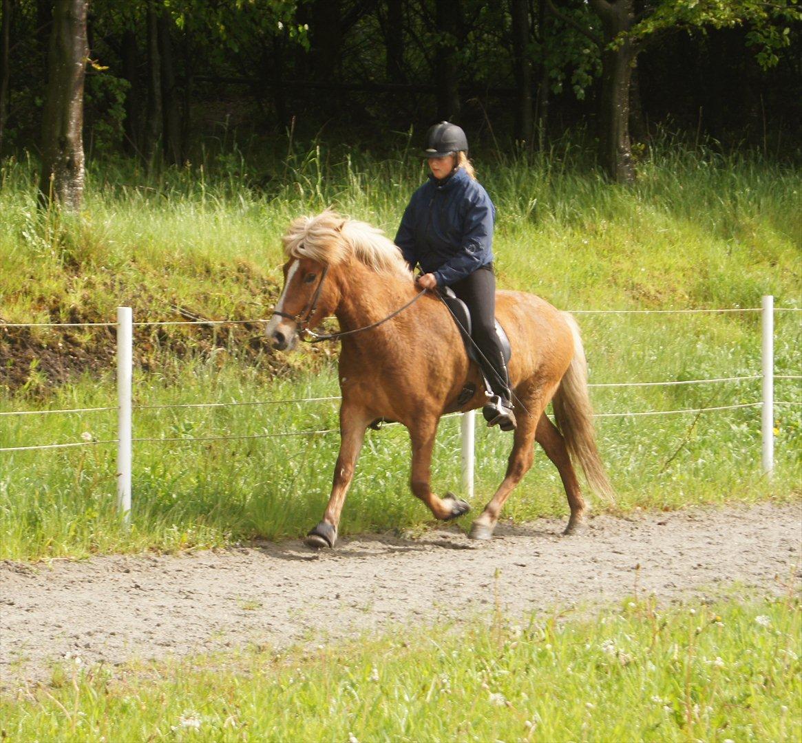 Islænder Hjalli fra Tranten - Til træning ved Sabrina:D
Lidt trav:) billede 5