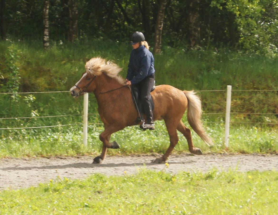 Islænder Hjalli fra Tranten - Til træning ved Sabrina:D
i en fin tölt:) billede 7