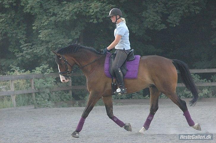 Trakehner High Skye *STJERNE* <3 R.I.P 25/03/2013 billede 17