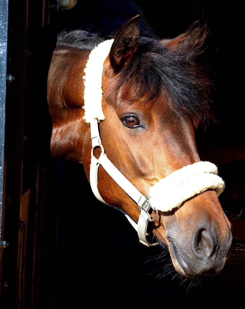 Connemara Nygårds Felix (B-pony) - Mr. Sunshine - August 2011 billede 4