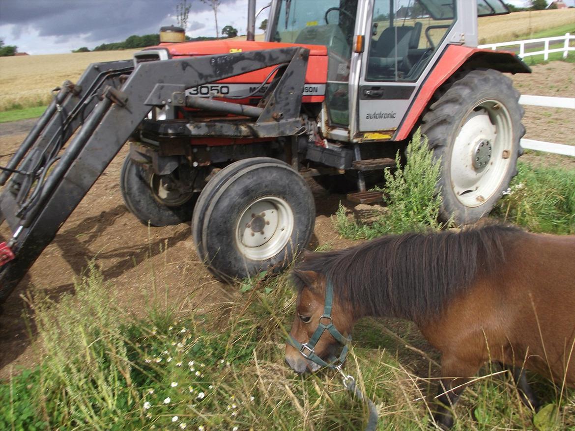 Shetlænder Blomst - Hun har aldrig rigtig været tæt på traktore, men gik direkte hen til den uden tøven. Den lille hest er simpelthen frygtløs :p billede 13