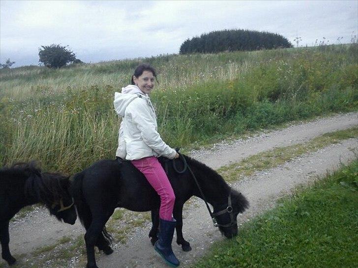 Shetlænder joachim - joachim med en rytter på ryggen for første gang, han det generede ham slet ikke han var helt rolig og gik lige så pænt :) dejlige dreng  billede 10