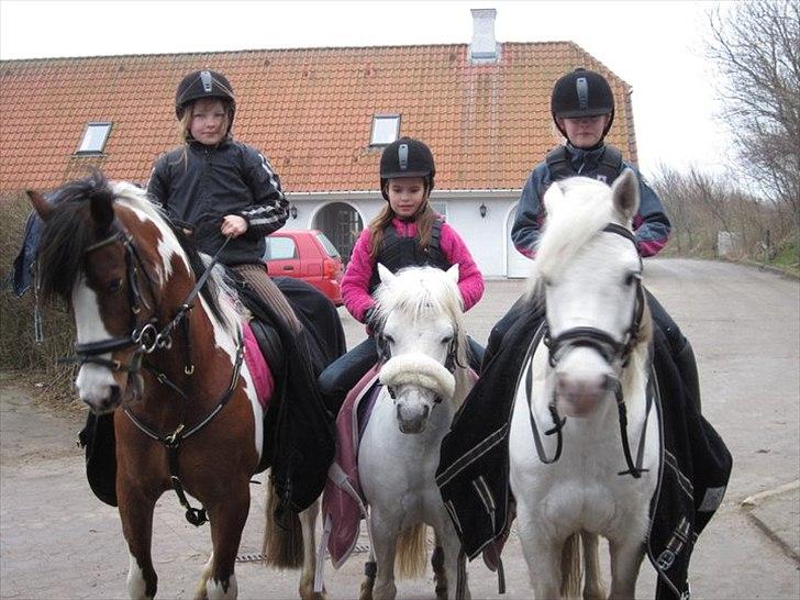 Welsh Mountain (sec A) Belisa<3 (R.I.P) - Lady, Belisa, Casino. billede 6