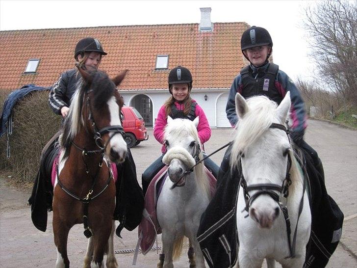 Welsh Mountain (sec A) Belisa<3 (R.I.P) - Elizabeth og Lady, Mig og Belisa, Signe og Casino efter spring! billede 7