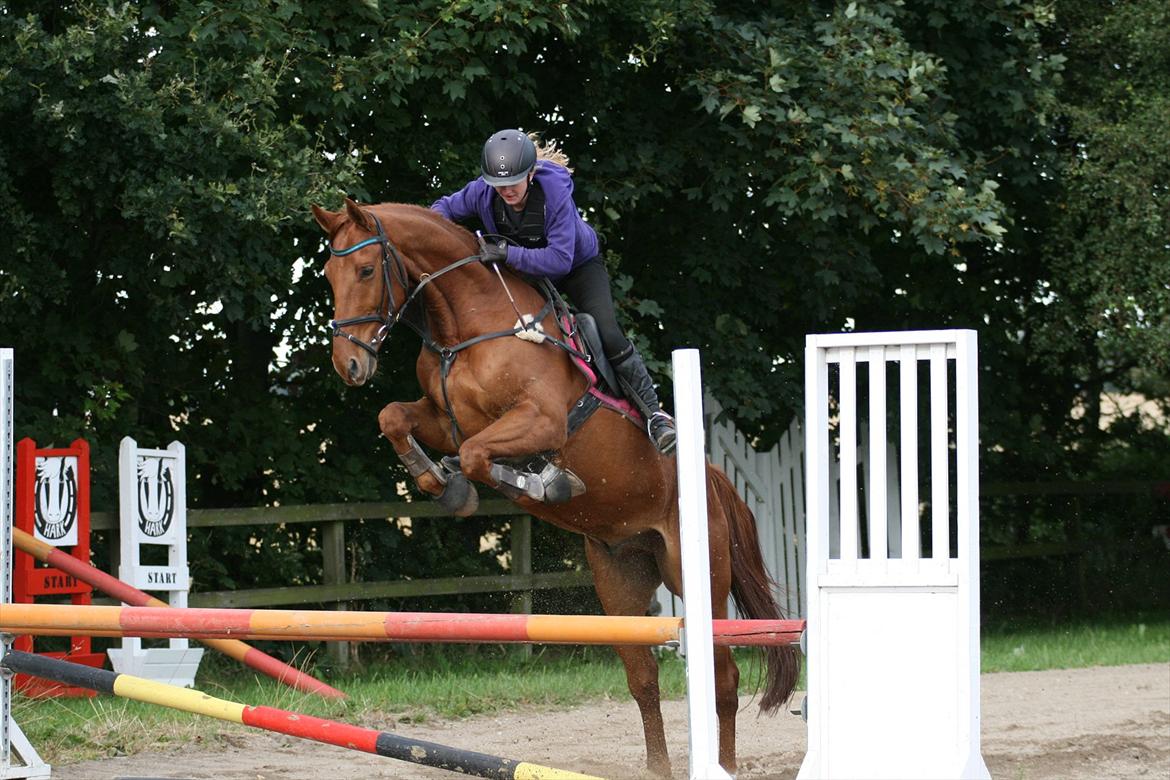 Anden særlig race Stald mejses don reno (solgt) - Foto: Malene Markmann. billede 14